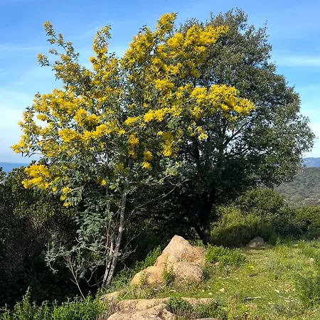 Domaine Mare E Monti - T2 Les Mimosas * Albitreccia