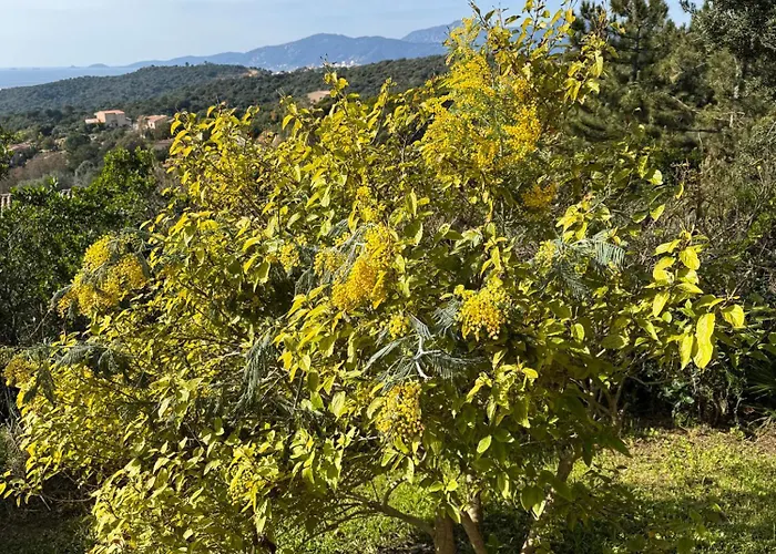 Domaine Mare E Monti - T2 Les Mimosas *