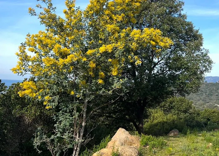 Domaine Mare E Monti - T2 Les Mimosas * Albitreccia