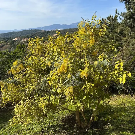 Domaine Mare E Monti - T2 Les Mimosas *